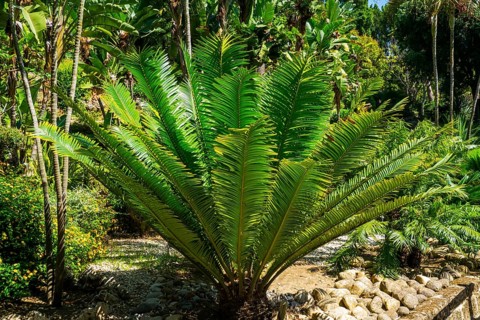 Jardin Botanico Molino de Inca with botanical sights