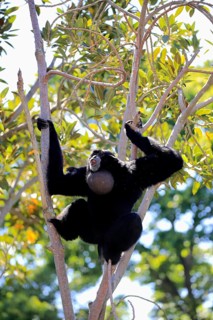 Siamang