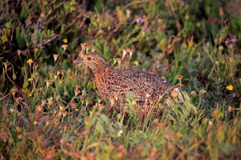 Grey-winged francolin