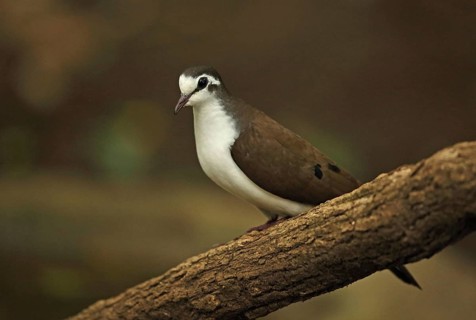 Tambourine dove
