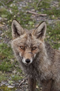 Iberian Red Fox
