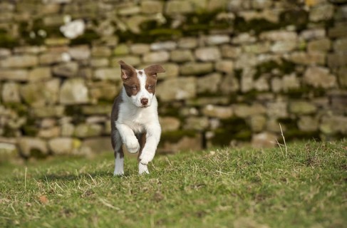 Domestic dog