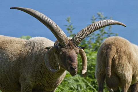 Manx Loaghtan sheep