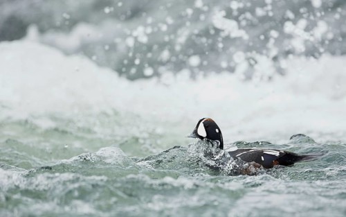Harlequin duck