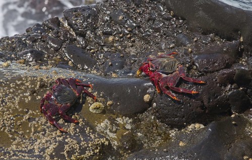 East Atlantic Sally Lightfoot Crab