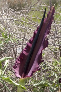 Arum dracunculus