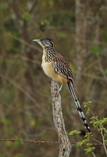 Lesser Roadrunner