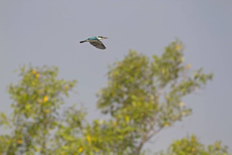 Collared Kingfisher