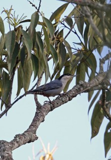 Giant Nuthatch