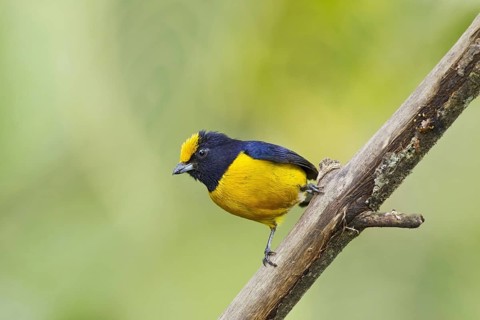 Yellow-bellied organist