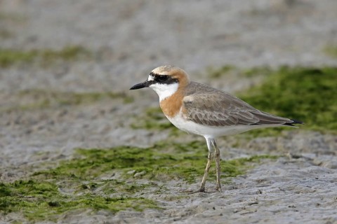 Greater Sand Plover
