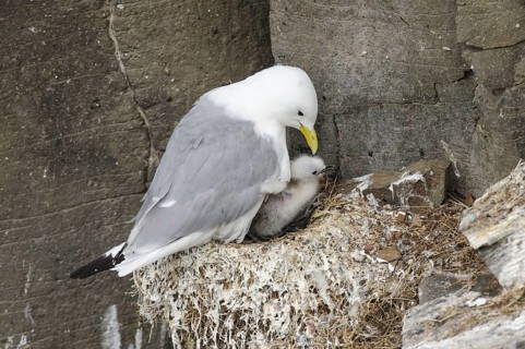 Black-legged Kittiwake
