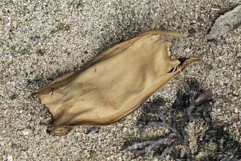Common skate