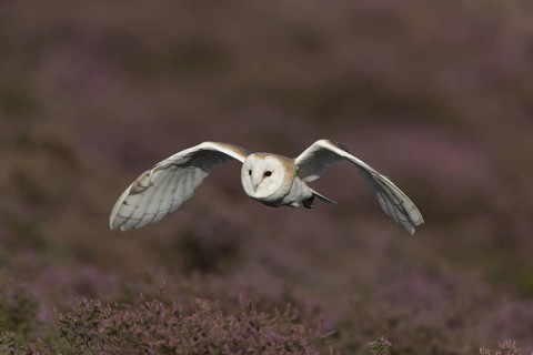Common barn owl