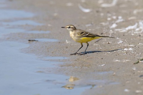 Yellow Wagtail