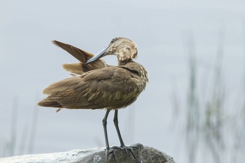 Adult hamerkop