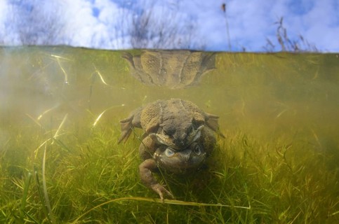 Common Frog