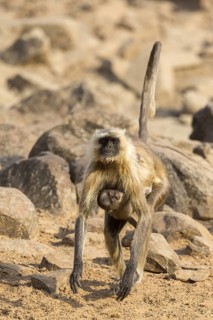 Southern southern plains gray langur