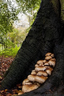 A large group of shaggy scalycap