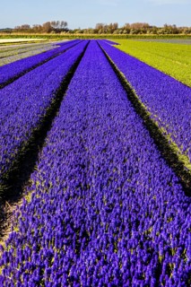 Fields of grape hyacinths in bloom
