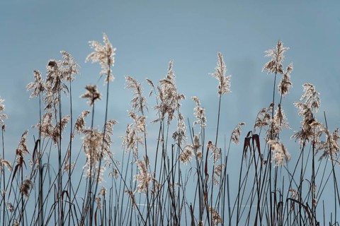 Winterliches Schilfgewaechs im Gegenlicht
