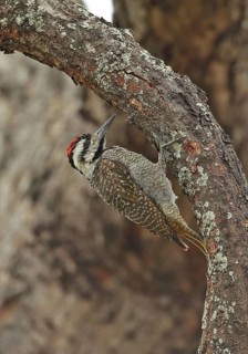 Bearded Woodpecker