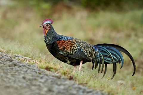 Green junglefowl