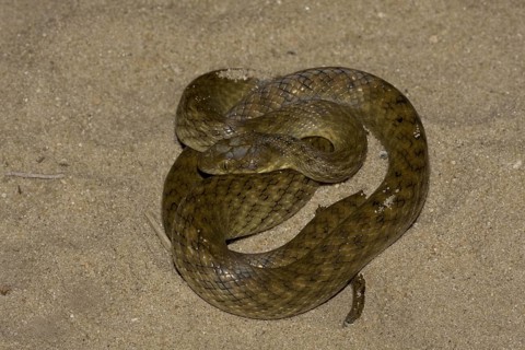 Other animals