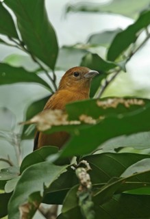 Flame-crested tanager