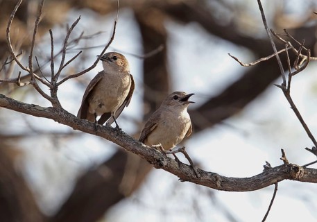 Grey Iron Flycatcher