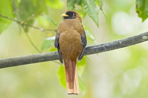 Masked trogon