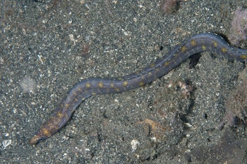 Reeve's Moray