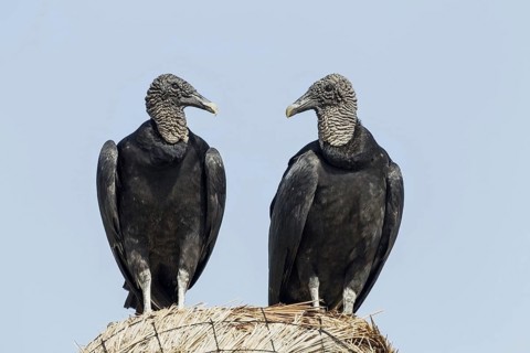 American Black Vulture