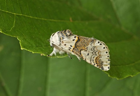 Alder Kitten