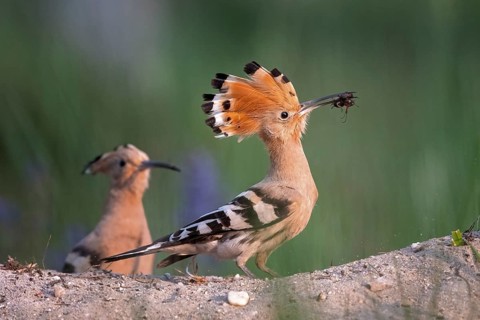 Hoopoe