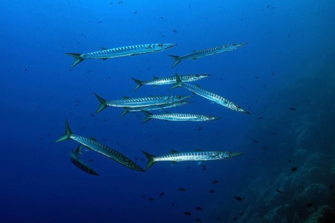 European barracuda