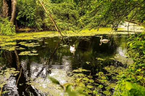 Two white swans