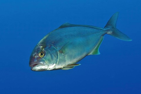 Allied kingfish
