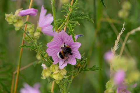 Northern white-tailed bumblebee