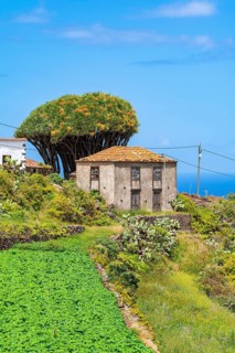 Houses and dragon trees in the village of El Tablado