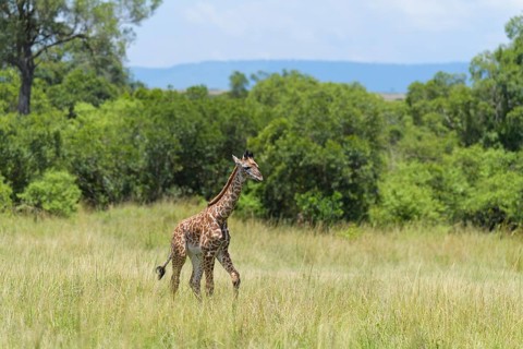 Masai Giraffe