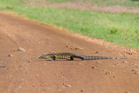 Monitor Lizard