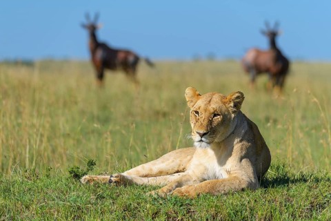 African lion