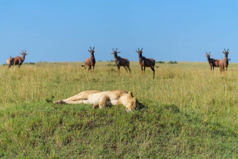 African lion