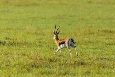 Thomsons Gazelle