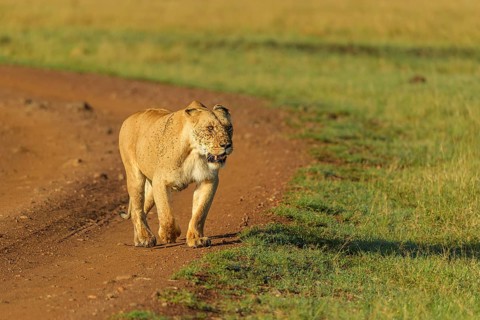 African lion