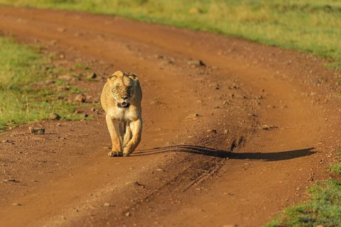 African lion