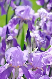 Flower of an bearded iris