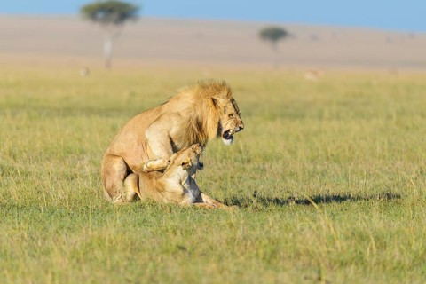 African lion