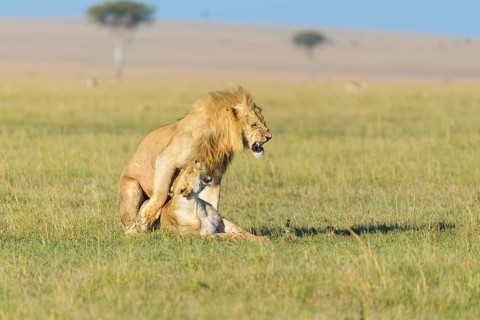 African lion